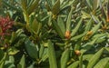 Unopened rhododendron bud on a background of green leaves. Royalty Free Stock Photo