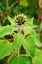 Unopened sunflower Royalty Free Stock Photo