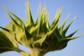 Unopened sunflower bud on a background of blue sky close-up. Royalty Free Stock Photo