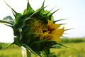 Unopened sunflower bud on a background of blue sky close-up. Royalty Free Stock Photo