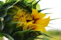 Unopened sunflower bud on a background of blue sky close-up. Royalty Free Stock Photo