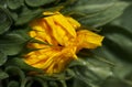 Unopened sunflower bud close-up Royalty Free Stock Photo