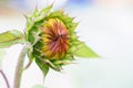 Unopened sunflower bud. Close up. Macro. Selective focus. Abstract background. Royalty Free Stock Photo