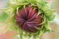 Unopened sunflower bud. Close up. Macro. Selective focus. Abstract background. Royalty Free Stock Photo