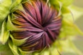 Unopened sunflower bud. Close up. Macro. Selective focus. Abstract background. Royalty Free Stock Photo