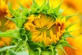 Unopened sunflower close-up in the rays of the summer sun Royalty Free Stock Photo