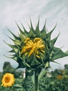 Unopened sunflower flowerYellow