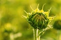 Unopened sunflower head in cultivated agricultural field in sunny summer afternoon Royalty Free Stock Photo