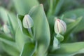 Unopened by tulips, soft focus. Nature green foliage background.