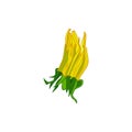 Unopened yellow dandelion on a white background2 Royalty Free Stock Photo