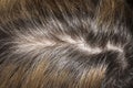 Unpainted hair roots. Royalty Free Stock Photo