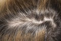 Unpainted hair roots. Royalty Free Stock Photo