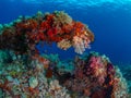 Unparalleled levels of marine diversity. Misool, Raja Ampat, Indonesia Royalty Free Stock Photo