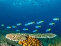 Unparalleled levels of marine diversity. Misool, Raja Ampat, Indonesia Royalty Free Stock Photo