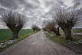 Unpaved agricultural dirt road flanked on both sides with trimmed pollarded willows under a cloudy sky in cold wet weather, dreary