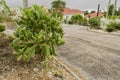 Cactus With Tuna At Roadside