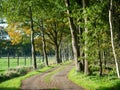 Unpaved country road with oak trees on either side in rural area, Dwingelderveld, Drenthe, Netherlands Royalty Free Stock Photo