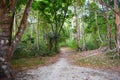 An Unpaved Dirt Road through Green Forest with Tall Trees around - A Walk on Green Earth - Environment Royalty Free Stock Photo