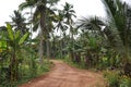 Unpaved dirt road through tropical trees and palms and banana plants Royalty Free Stock Photo
