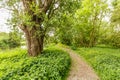 Unpaved footpath with shredded branches along the river Kromme Aar with roadsides full of buttercups