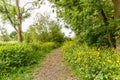 Unpaved footpath with shredded branches along the river Kromme Aar with roadsides full of buttercups