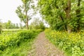 Unpaved footpath with shredded branches along the river Kromme Aar with roadsides full of buttercups