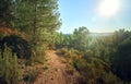 Unpaved forest hiking trail going through a forested area covered with lush vegetation