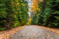 Unpaved Forest Road Dotted with Fallen Leaves in Autumn Royalty Free Stock Photo