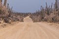 Unpaved road amid big cactus plants under the blue sky in the desert, Aruba