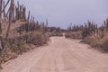 Unpaved road amid big cactus plants under the blue sky in the desert, Aruba