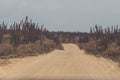 Unpaved road amid big cactus plants under the gray sky in the desert, Aruba