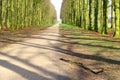 Scenic alleyway in the beech forest, Soest, Netherlands