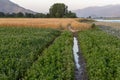 Unpaved road through the fields in a village Royalty Free Stock Photo