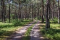 Road in forest over Baltic Sea Royalty Free Stock Photo