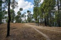 Unpaved road in the forest going nowhere in the mountains Royalty Free Stock Photo