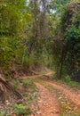 Unpaved road with jungle trees.