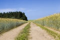 unpaved road in the summer