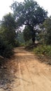 Unpaved road used by forest guards for surveillance of wildlife.