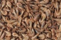 Unpeeled brown shrimps Royalty Free Stock Photo