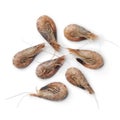 Unpeeled brown shrimps Royalty Free Stock Photo