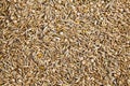 Unpeeled oat seeds mixed with dried pea grains background. Royalty Free Stock Photo