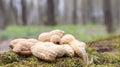 Unpeeled whole raw peanuts in brown husks in the shell texture on a beautiful natural background in the forest lies in a heap on a