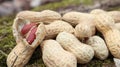 Unpeeled whole raw peanuts in brown husks in the shell texture on a beautiful natural background in the forest lies in a heap on a