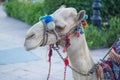 Unperturbed Camel in Egypt Royalty Free Stock Photo