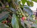 Unpick coffee beans in the coffee farm