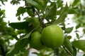 Unpicked fresh organic green unripe apples with natural leaves background Royalty Free Stock Photo