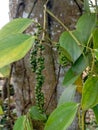 Unpicked peppercorns still on the tree Royalty Free Stock Photo