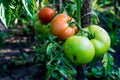 Unpicked red and unripe green organic tomatoes starting to be affected by disease Royalty Free Stock Photo