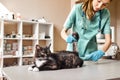 Unpleasant procedure. Young female veterinarian in work uniform measuring the temperature of a large fluffy cat lying on