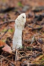 Unpleasant smelling mushroom Phallus Impudicus 